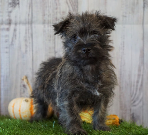 Cairn Terrier For Sale Millersburg, OH Female- Sally