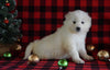 Samoyed Puppy For Sale Fredericksburg, OH Female- Timber