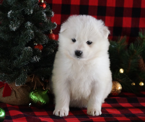 Samoyed Puppy For Sale Fredericksburg, OH Female- Timber