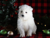 Samoyed Puppy For Sale Fredericksburg, OH Female- Snowy