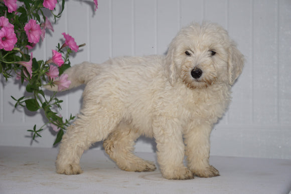 F2 Goldendoodle For Sale Fredericksburg OH Male Kirby