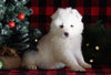 Samoyed Puppy For Sale Fredericksburg, OH Female- Fluffy