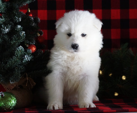 Samoyed Puppy For Sale Fredericksburg, OH Male- Yukon