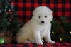 Samoyed Puppy For Sale Fredericksburg, OH Male- Yukon