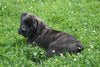 ICA Registered Boerboel Puppy For Sale Dundee OH Female Manhatten