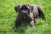 ICA Registered Boerboel Puppy For Sale Dundee OH Female Manhatten