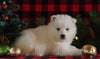 Samoyed Puppy For Sale Fredericksburg, OH Male- Frosty