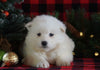 Samoyed Puppy For Sale Fredericksburg, OH Female- Crystal