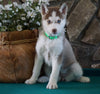 AKC Registered Siberian Husky For Sale Holmesville, OH Female- Aurora