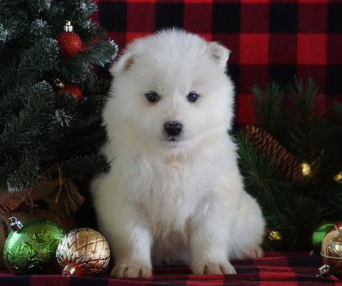 Samoyed Puppy For Sale Fredericksburg, OH Female- Buttons