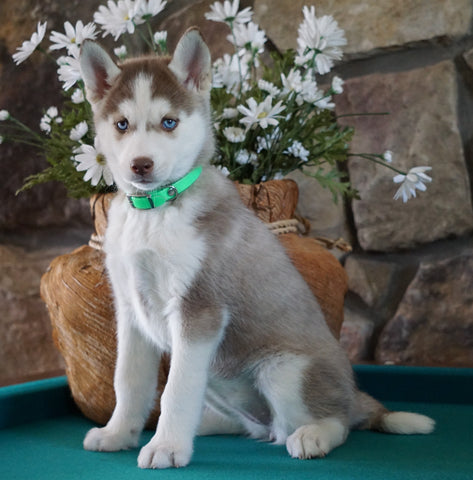 AKC Registered Siberian Husky For Sale Holmesville, OH Female- Aurora