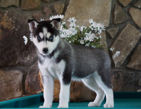 AKC Registered Siberian Husky For Sale Holmesville, OH Male- Balto