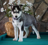 AKC Registered Siberian Husky For Sale Holmesville, OH Male- Balto