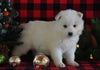 Samoyed Puppy For Sale Fredericksburg, OH Female- Buttons