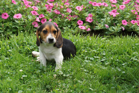 Beagle Puppy For Sale Millersburg OH Male Jesse