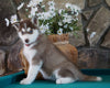 AKC Registered Siberian Husky For Sale Holmesville, OH Female- Posey
