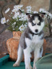 AKC Registered Siberian Husky For Sale Holmesville, OH Female- Xena