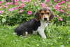 Beagle Puppy For Sale Millersburg OH Male Jackson