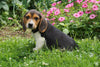 Beagle Puppy For Sale Millersburg OH Male Jackson