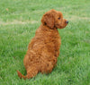 Goldendoodle (Standard) For Sale Danville, OH Female- Sophie