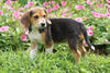 Beagle Puppy For Sale Millersburg OH Female Mindy