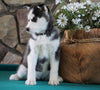 AKC Registered Siberian Husky For Sale Holmesville, OH Female- Xena
