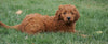 Goldendoodle (Standard) For Sale Danville, OH Female- Sophie