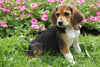 Beagle Puppy For Sale Millersburg OH Female Mindy