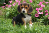 Beagle Puppy For Sale Millersburg OH Female Molly
