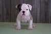 AKC Registered English Bulldog For Sale Fresno, OH Female Lucy