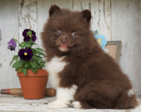 Pomsky- Shiba Inu Mix Puppy For Sale Millersburg, OH Female- Katelyn
