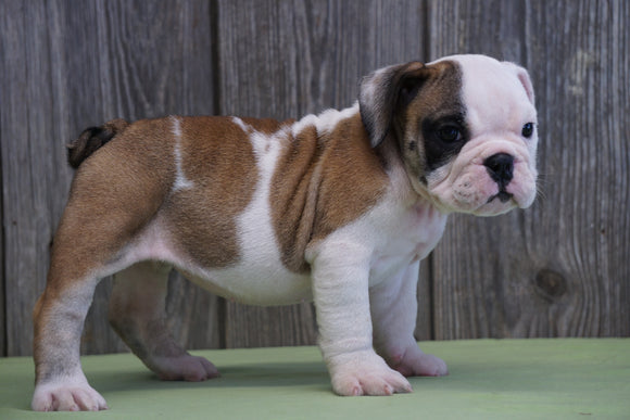 AKC Registered English Bulldog For Sale Fresno, OH Female Lucy