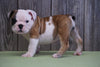 AKC Registered English Bulldog For Sale Fresno, OH Female Lucy