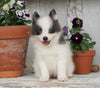 Pomsky- Shiba Mix Puppy For Sale Millersburg, OH Female- Cheryl