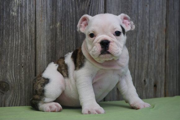 AKC Registered English Bulldog For Sale Fresno, OH Female Missy