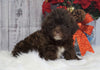 Toy Poodle For Sale Warsaw, OH Male- Winston