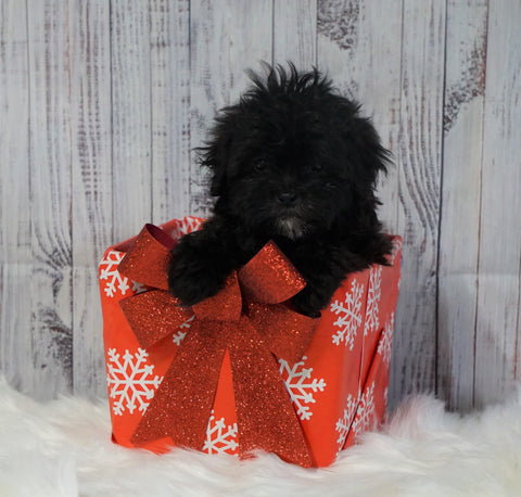 Toy Poodle For Sale Warsaw, OH Male- Hudson