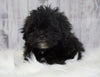 Toy Poodle For Sale Warsaw, OH Male- Hudson
