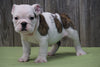 AKC Registered English Bulldog For Sale Fresno, OH Female Missy