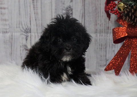 Toy Poodle For Sale Warsaw, OH Male- Milo