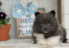 Pomsky- Shiba Inu Mix puppy For Sale Millersburg, OH Female- Roselene