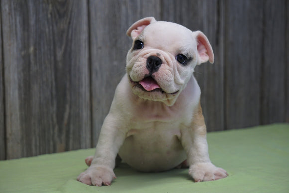 AKC Registered English Bulldog For Sale Fresno, OH Male Copper