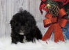 Toy Poodle For Sale Warsaw, OH Male- Milo