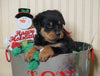 AKC Registered Rottweiler For Sale Fredericksburg, OH Male- Winter