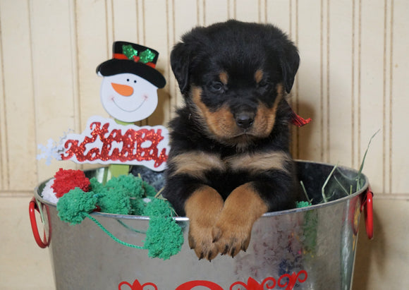 AKC Registered Rottweiler For Sale Fredericksburg, OH Male- Winter