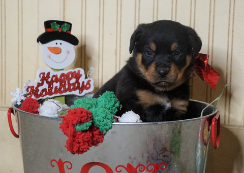 AKC Registered Rottweiler For Sale Fredericksburg, OH Male- Happy