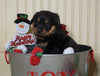 AKC Registered Rottweiler For Sale Fredericksburg, OH Male- Jolly