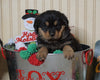 AKC Registered Rottweiler For Sale Fredericksburg, OH Female- Bell