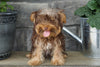 Yorkshire Terrier For Sale Wooster OH Male Benny