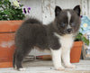 Pomsky- Shiba Inu Mix Puppy For Sale Millersburg, OH Female- Tootsy